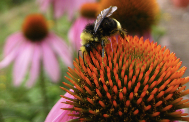 bumble bee on flower